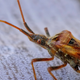 Imagen para el artículo titulado “Advertencia a la humanidad”: el estudio que alerta sobre la catastrófica extinción de insectos